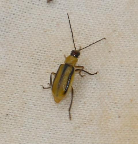 Diabrotica virgifera